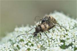 <p>TESAŘÍK TESAŘÍKOVITÝ (Judolia cerambyciformis) Slovensko - Vysoké Tatry ---- /Gefleckter Blütenbock/</p>